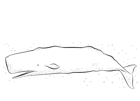 Desenho de Baleias para imprimir