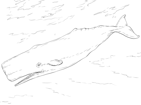Desenho de Baleias para imprimir