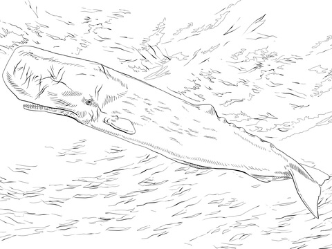 Desenho de Baleias para imprimir