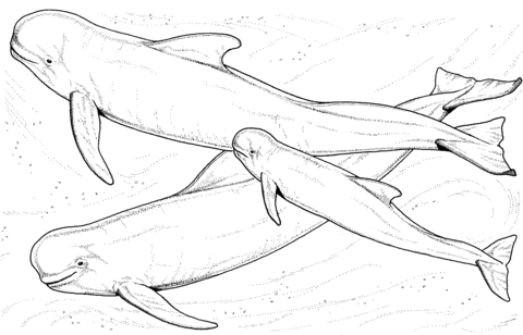 Desenho de Baleias para imprimir