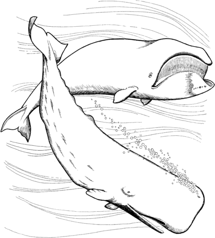 Desenho de Baleias para imprimir