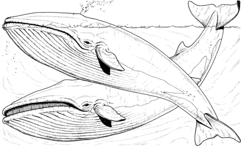 Desenho de Baleias para imprimir