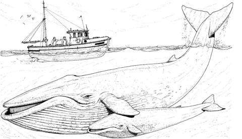 Desenho de Baleias para imprimir