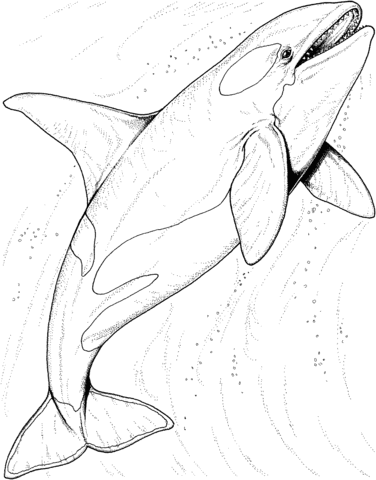 Desenho de Baleias para imprimir
