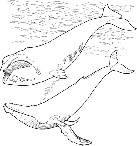Desenho de Baleias para imprimir