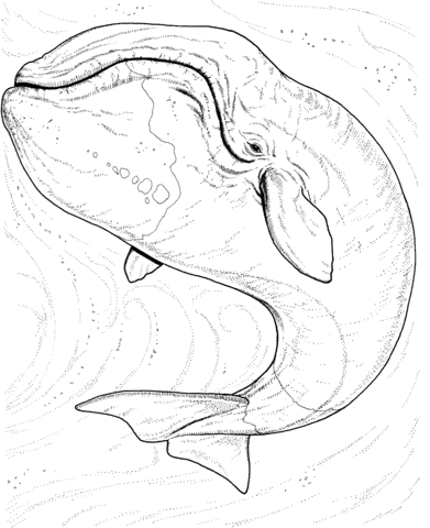 Desenho de Baleias para imprimir