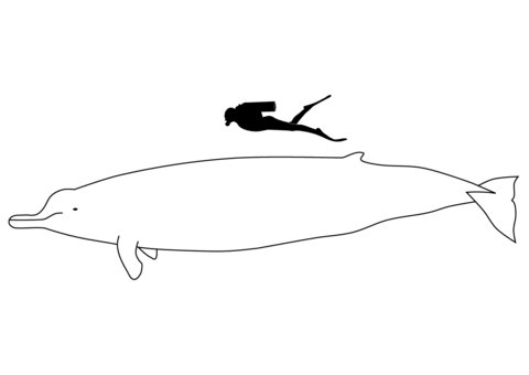 Desenho de Baleias para imprimir