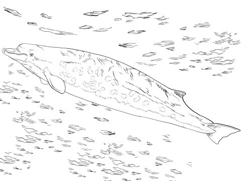 Desenho de Baleias para imprimir