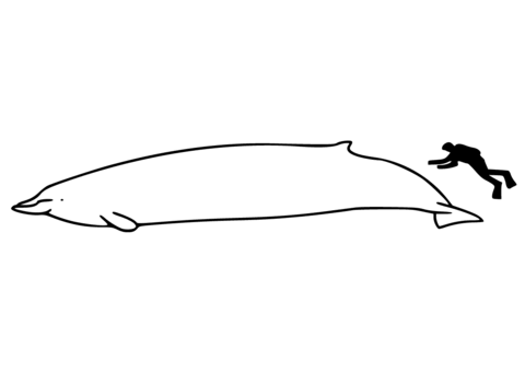 Desenho de Baleias para imprimir
