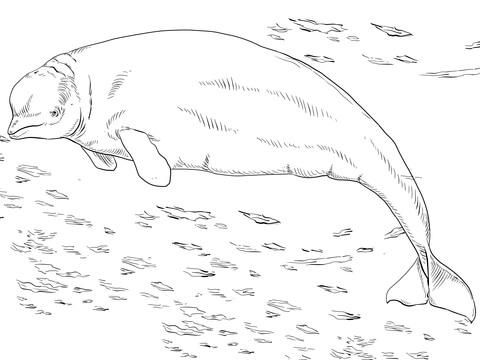 Desenho de Baleias para imprimir