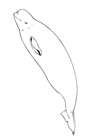 Desenho de Baleias para imprimir