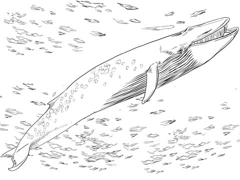 Desenho de Baleias para imprimir