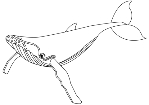 Desenho de Baleias para imprimir
