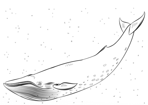 Desenho de Baleias para imprimir
