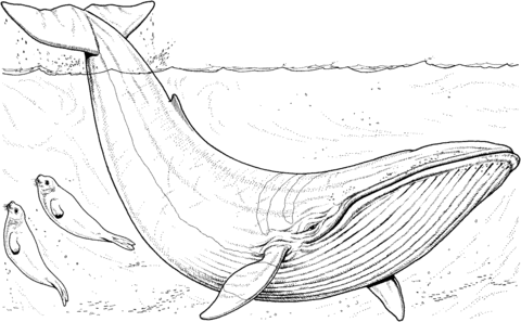 Desenho de Baleias para imprimir
