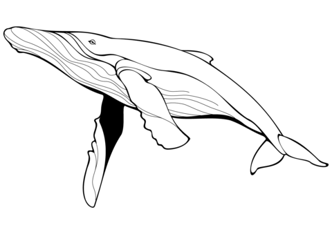 Desenho de Baleias para imprimir