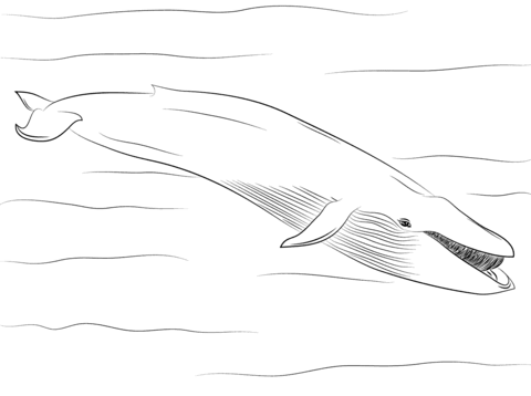 Desenho de Baleias para imprimir