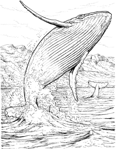 Desenho de Baleias para imprimir