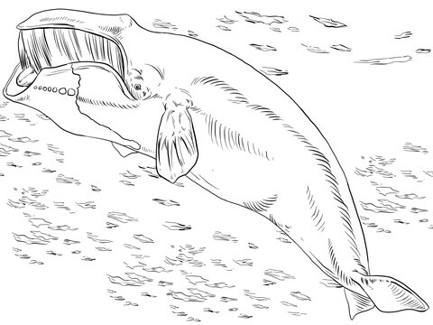 Desenho de Baleias para imprimir