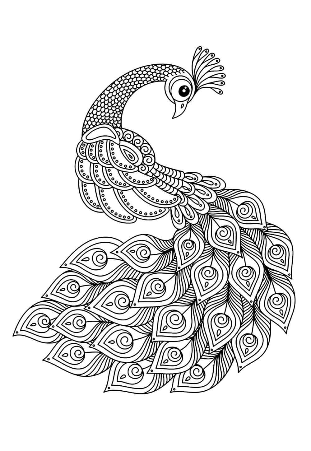 Desenho de Pavão para imprimir