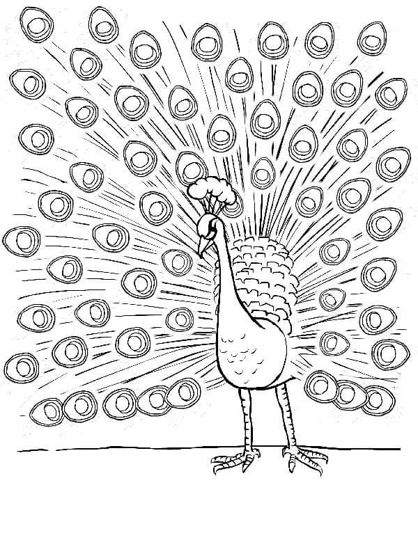Desenho de Pavão para imprimir