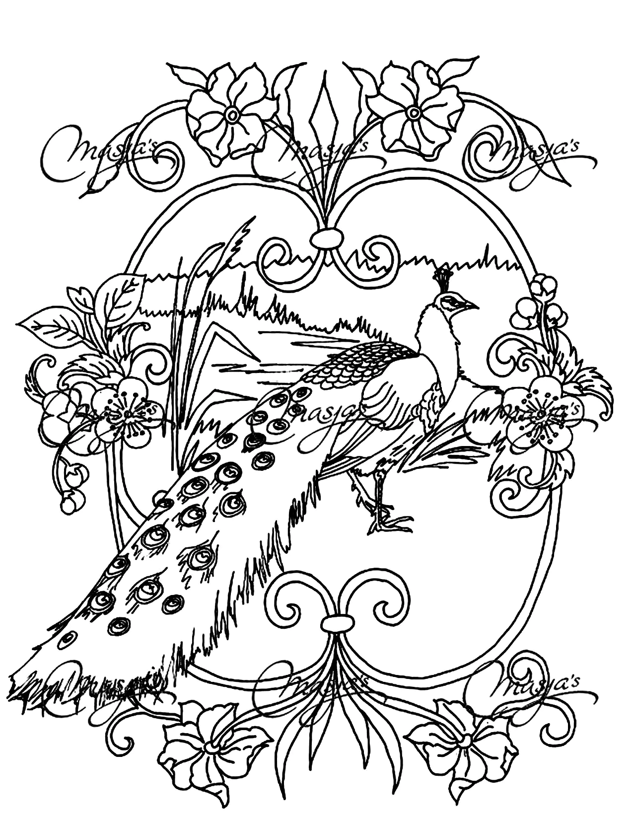Desenho de Pavão para imprimir