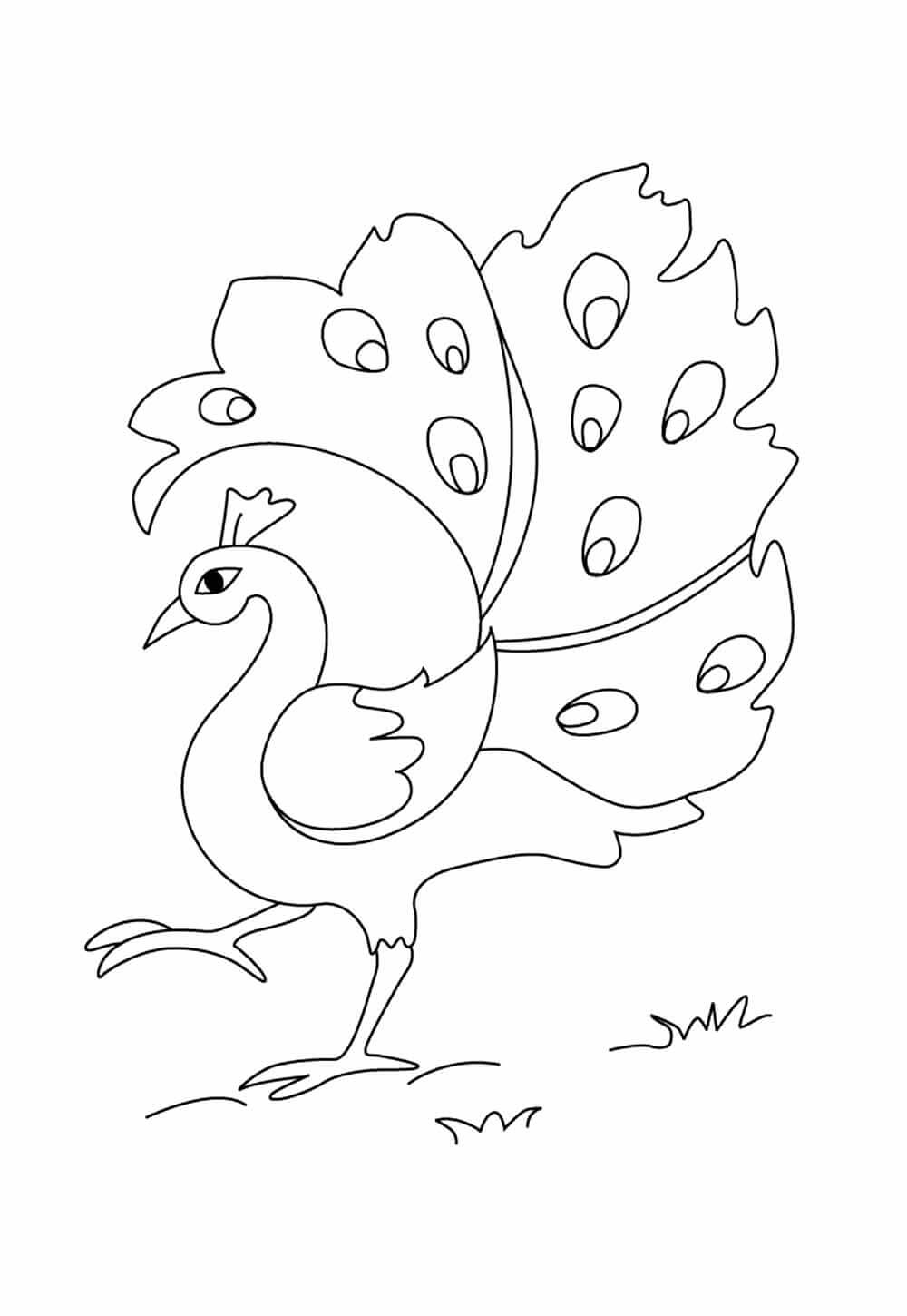 Desenho de Pavão para imprimir