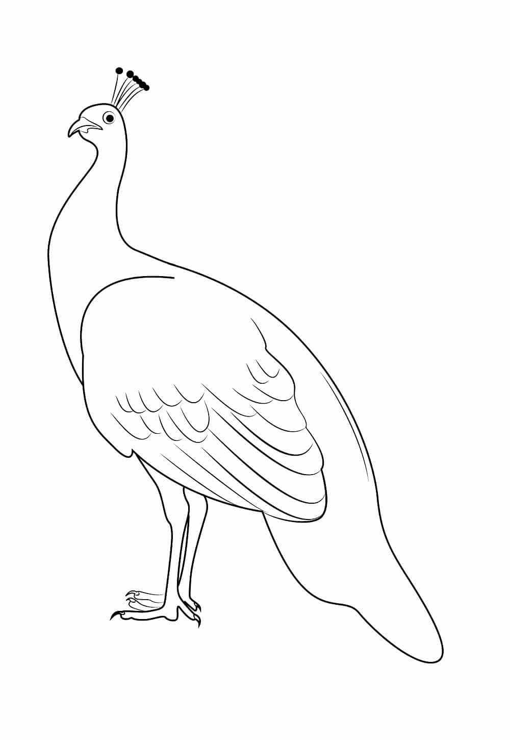Desenho de Pavão para imprimir