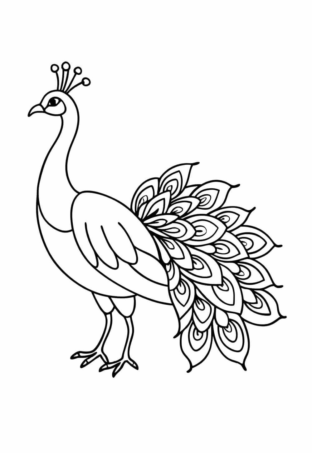 Desenho de Pavão para imprimir