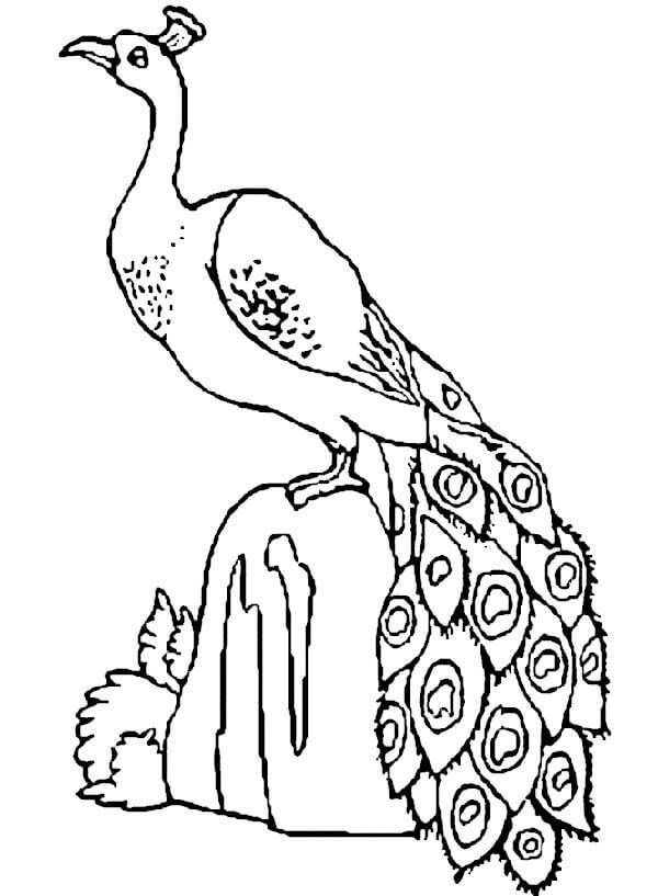 Desenho de Pavão para imprimir