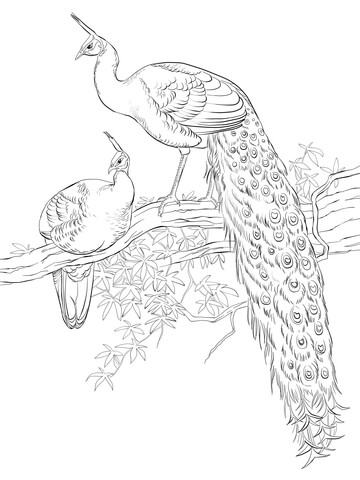 Desenho de Pavão para imprimir