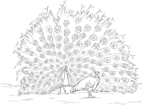 Desenho de Pavão para imprimir