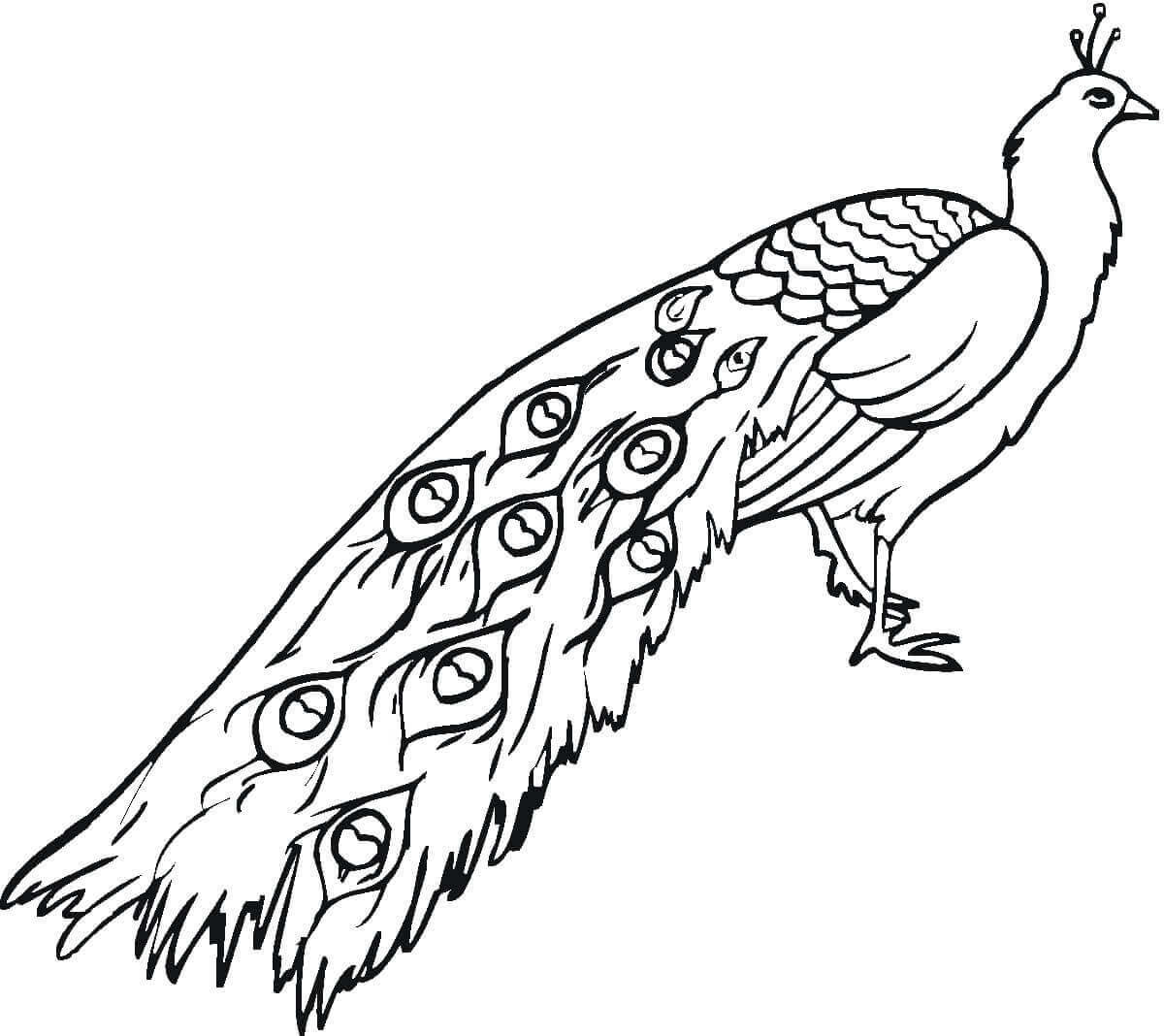 Desenho de Pavão para imprimir