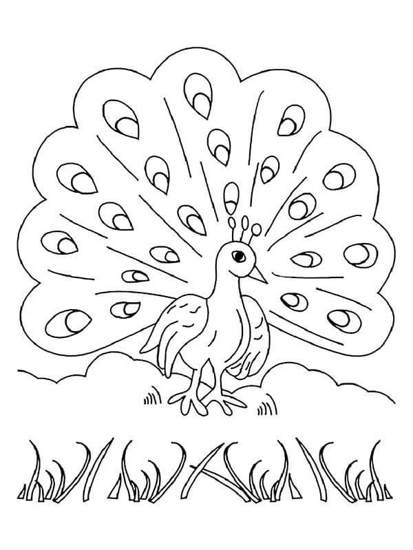 Desenho de Pavão para imprimir