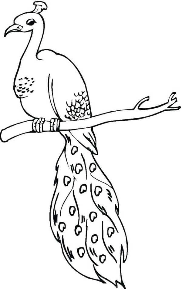 Desenho de Pavão para imprimir