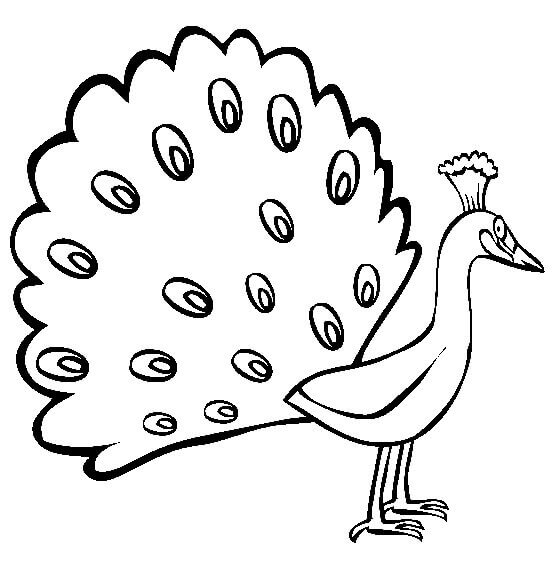 Desenho de Pavão para imprimir