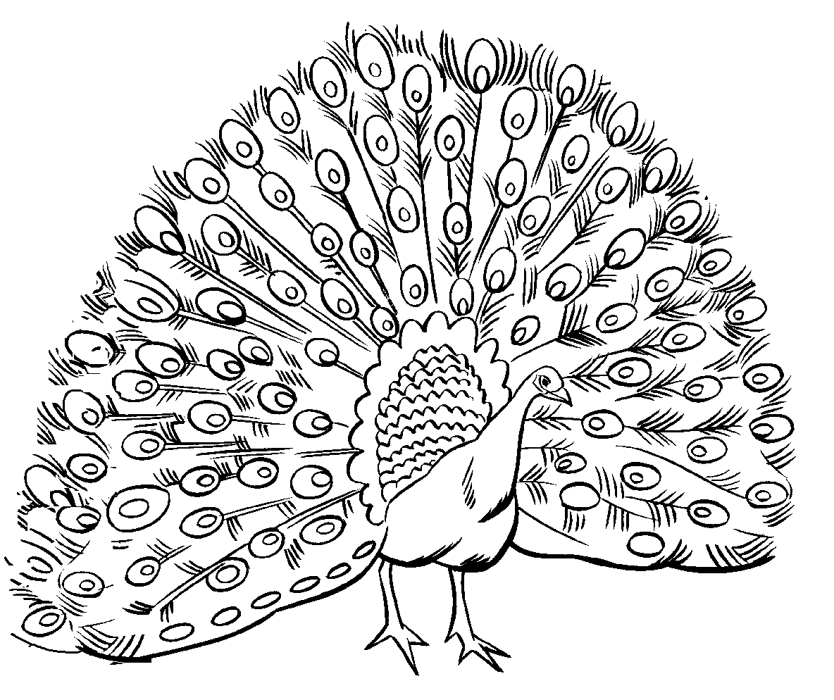 Desenho de Pavão para imprimir