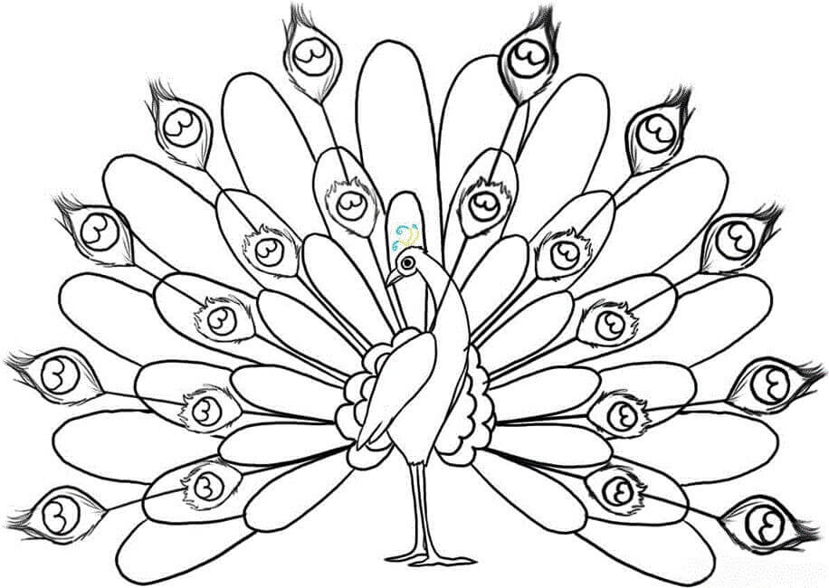 Desenho de Pavão para imprimir
