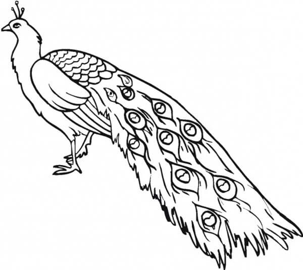 Desenho de Pavão para imprimir