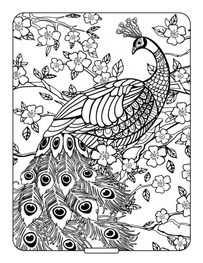 Desenho de Pavão para imprimir