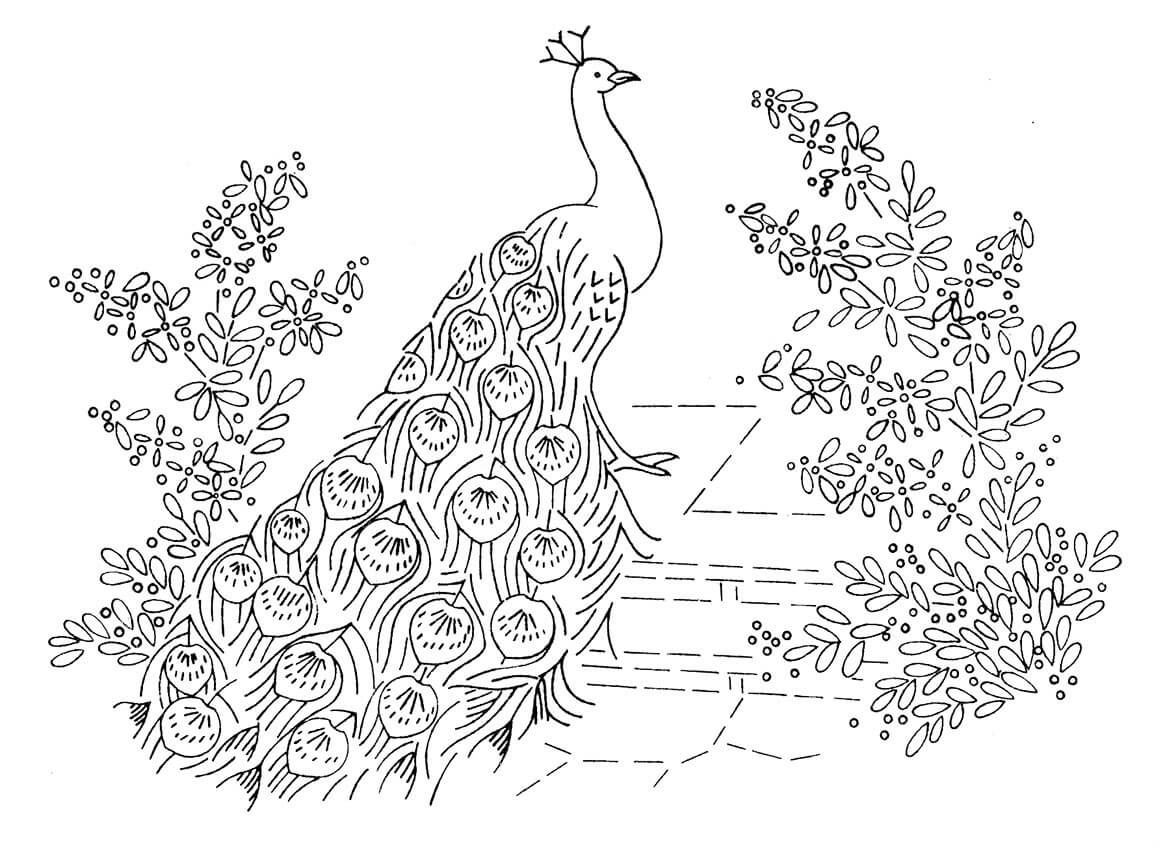 Desenho de Pavão para imprimir