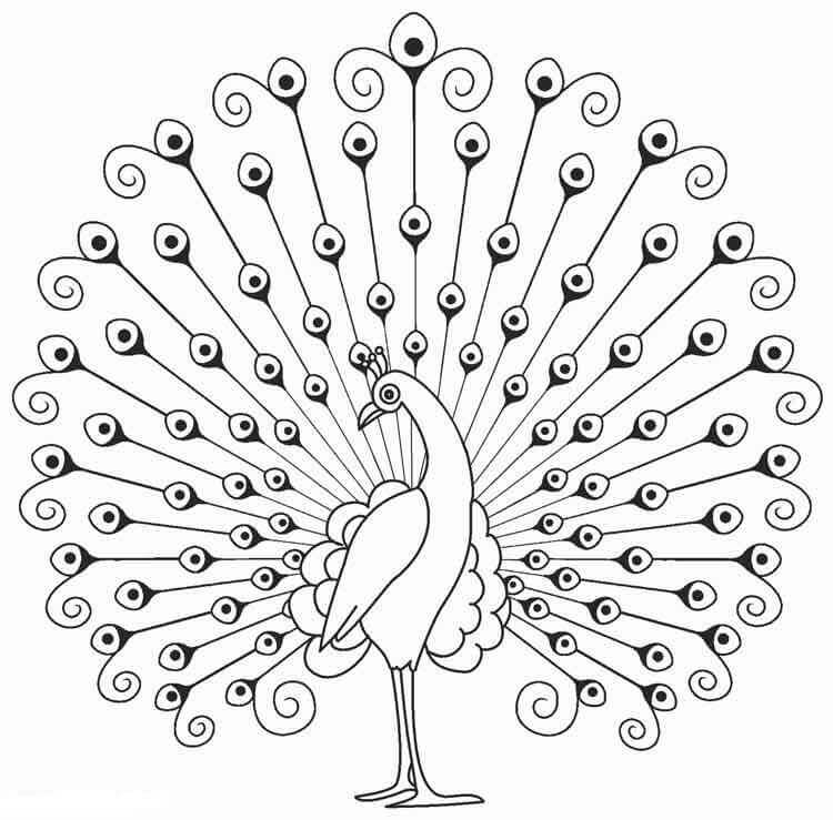 Desenho de Pavão para imprimir