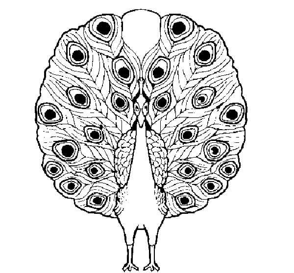 Desenho de Pavão para imprimir