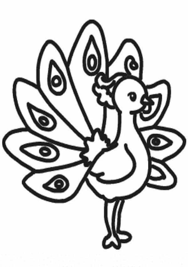Desenho de Pavão para imprimir