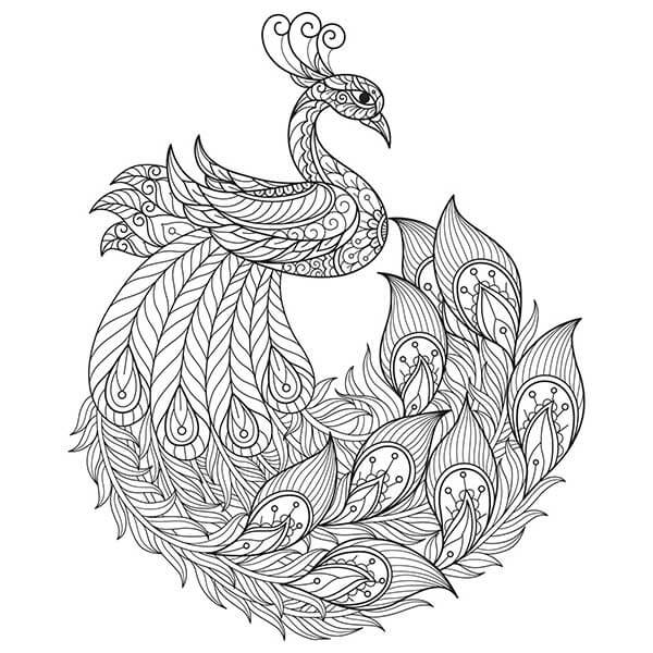 Desenho de Pavão para imprimir