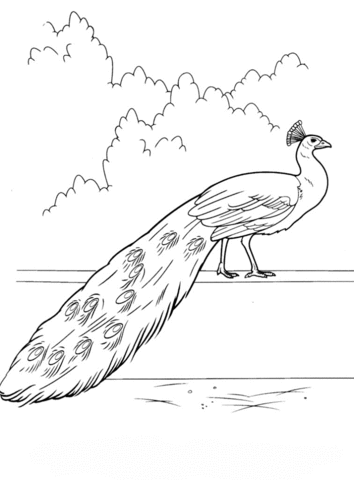 Desenho de Pavão para imprimir