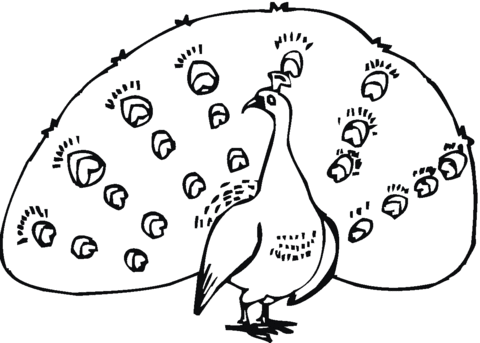Desenho de Pavão para imprimir