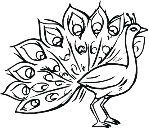 Desenho de Pavão para imprimir