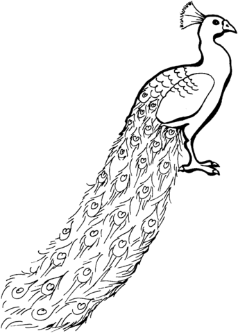 Desenho de Pavão para imprimir