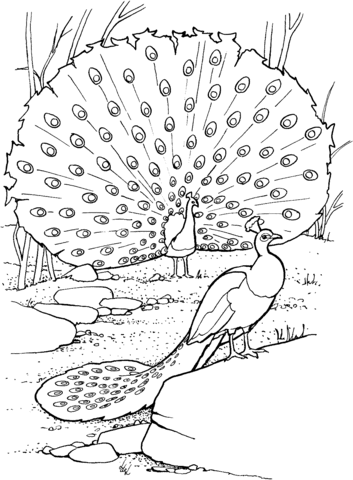 Desenho de Pavão para imprimir